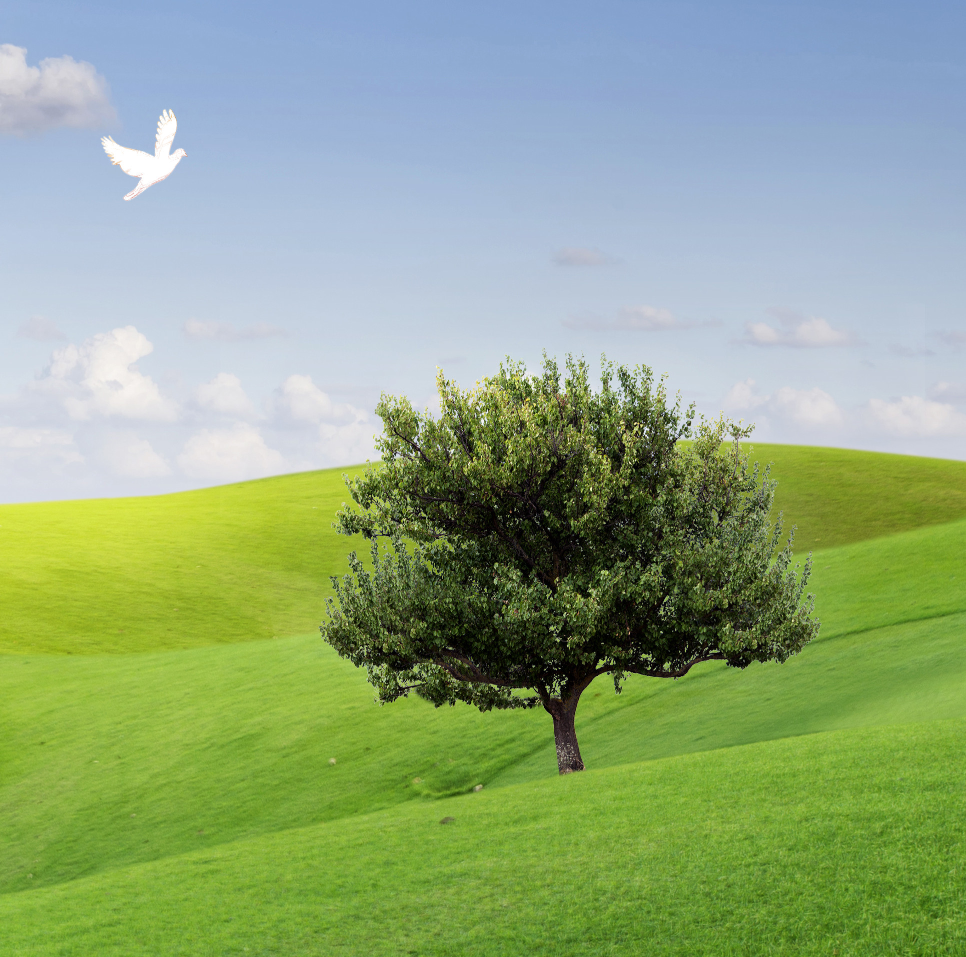 La colombe et l’olivier